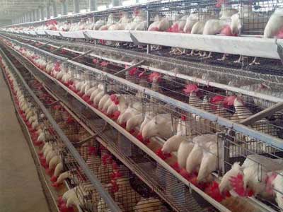 Poultry-Layer-Cage-frame-channel